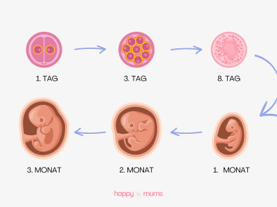 1. Trimester der Schwangerschaft (1.-13. SSW): Entwicklung, Symptome und Tipps Trimester1